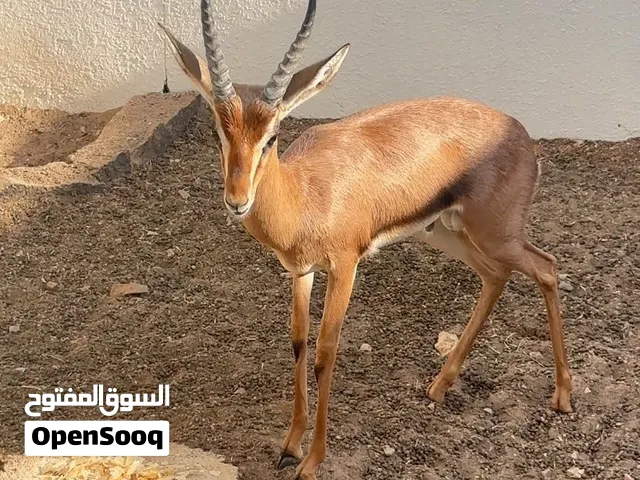 البيع غزال