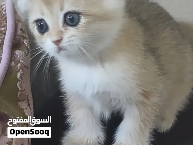انثي اسكوتش  تربل  قولد