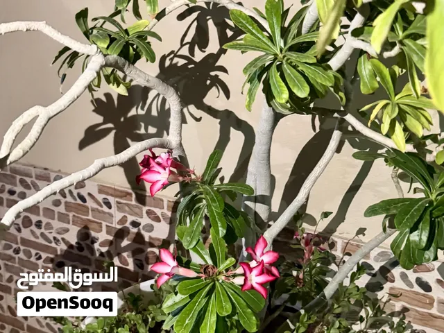 مطلوب للشراء هذه الشجره وشتلات تصلح للزراعة في الاصص