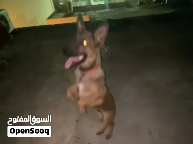 كلب ملينو للبيع رقم وتس فقط