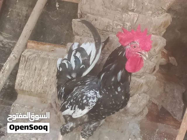 ديج ورد الباكله صافي انتاج بقري وبي ابو ركيبه