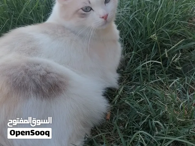 قطه اليفة منزلية .نوع من انواع الرادغول. جنزور صياد بجوار مركز الشرطة.