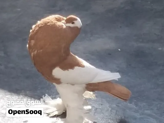 حمام نفاخ مسوبع اصفر