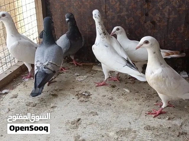 زواجل اوبل والوان جميله واحجام ممتازه