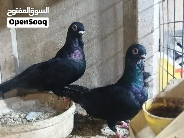 جوزين رياحنيات طول القن  ودبابنه