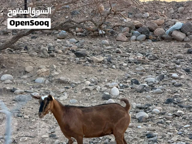 أغنام صلاليات دبسيات ماشاءالله من نوادر
