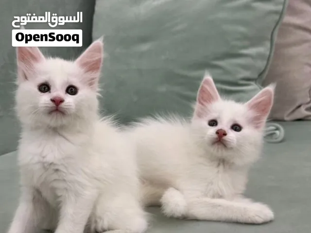 ماين كون بيور