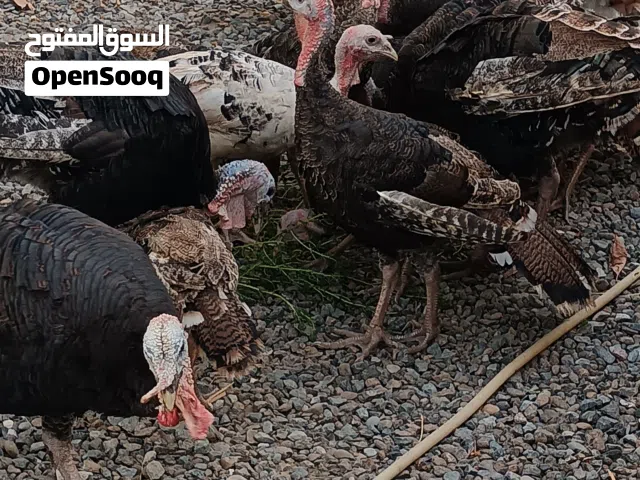 للبيع دجاج رومي