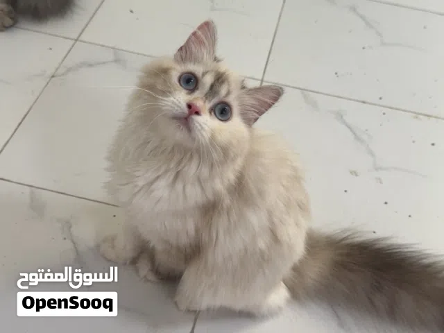 كتن انثى شيرازي