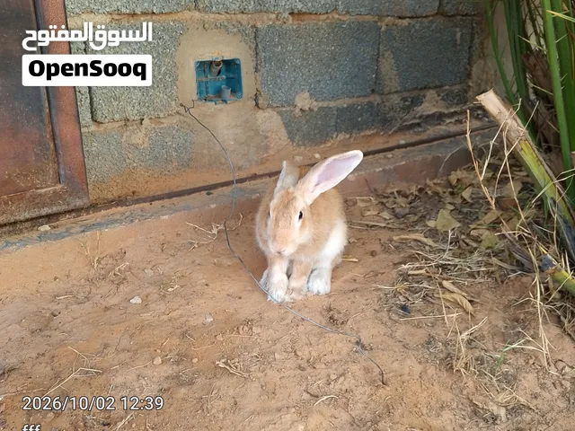 ارنب للبيع 60 دينار ربي يبارك