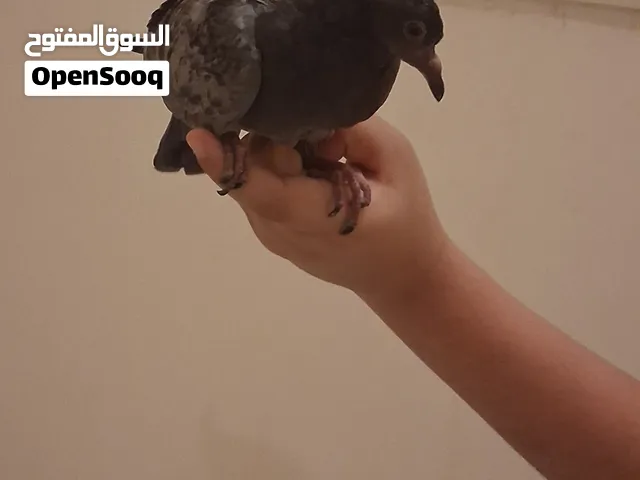 للبيع فرخ حمام