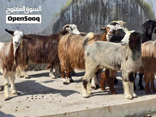 للبيع غنم من حلال بني سعيد حلال طيب ونضيف معضم حلال عشر