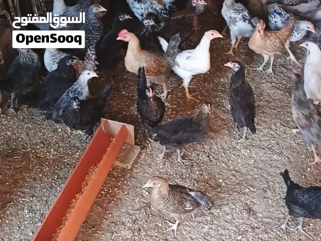صيصان بلدي عمر شهرين ونص