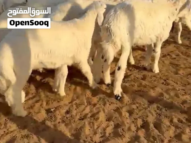 عرض لكم طليان للبيع العدد 20 طليان 10ولباقي رخال عمرها من 4شهور وفوق طليان طيبه وشرط
