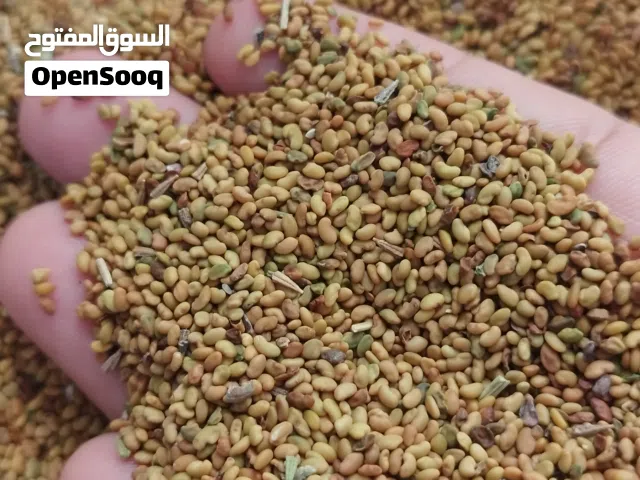يوجد بذر قت عماني  ممتاز  ومضمون ذهب ماشاء الله ..الكمية محدودة