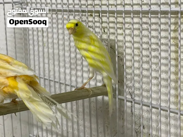 كنارات لون
