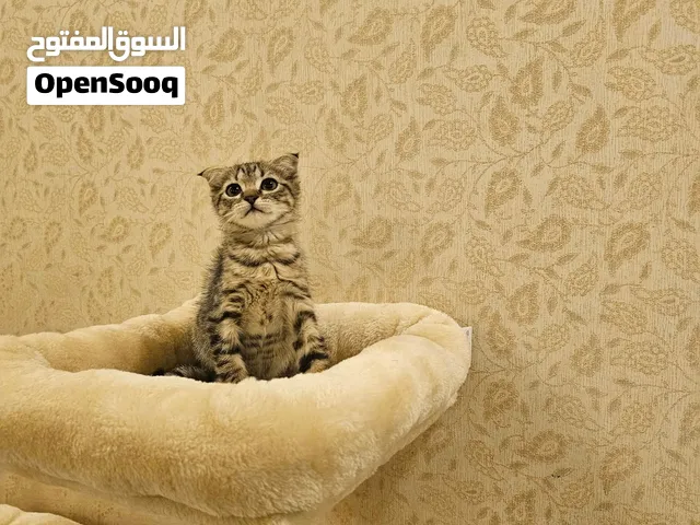 scottish fold سكوتش فولد