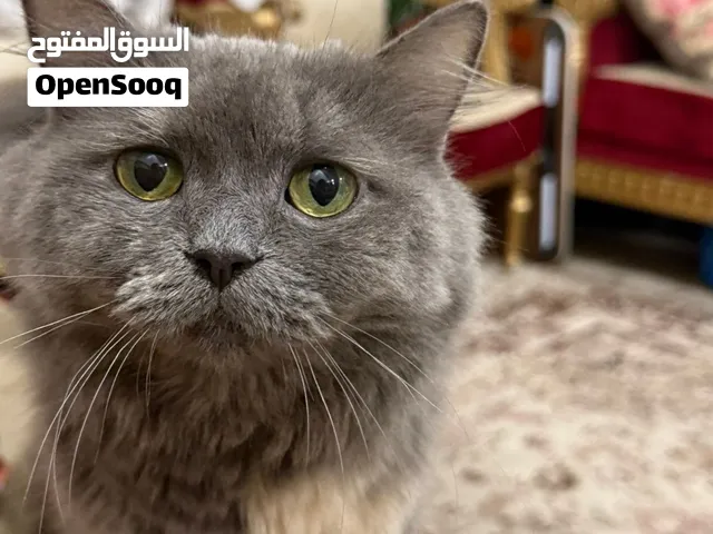 قطوه نثيه للتبني ماعرف شنو نوعها