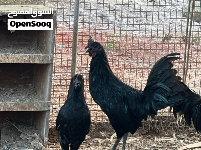 ازواج دجاج الإندونيسي الأسود مستوى قوي
