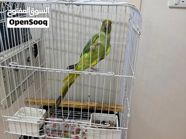 ببغاء درة هندي للبيع مع القفص