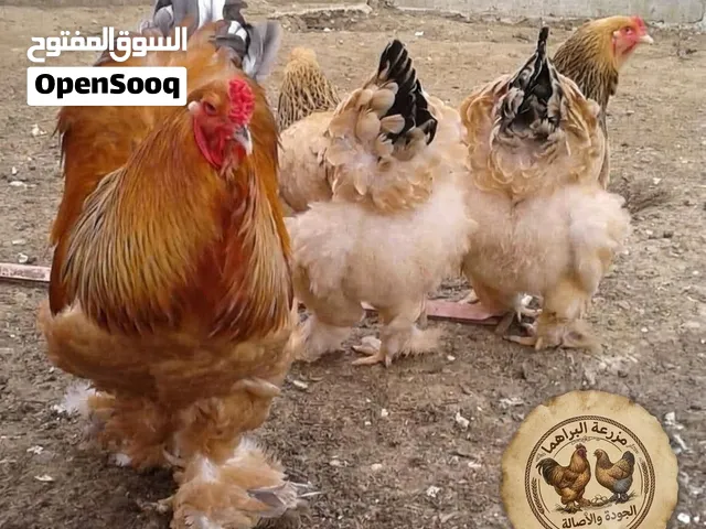 متوفر 12 بيض براهما بف اصفر بزرة تركية مستوى اول تجميع 3 ايام