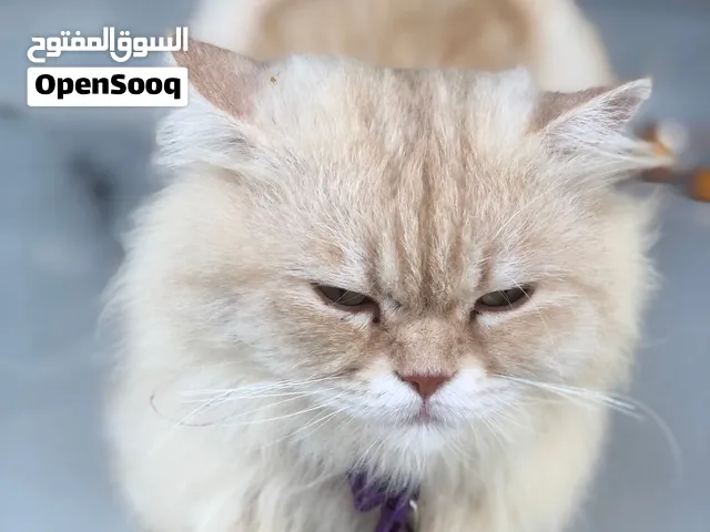قط ذكر قط منزلي