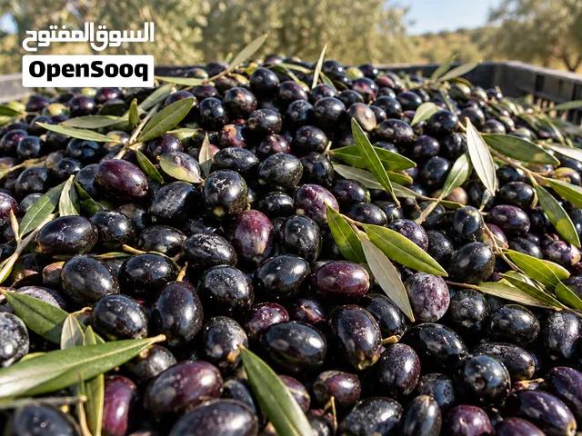 **مطلوب شراء 250 الى 500 كيلو زيتون أسود ناضج للعصر**