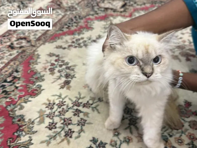 5 قطط أليفة للتبني عمرهم 8 شهور ، الأبو همالايا والأم شيرازية .يحبون اللعب مع الأطفال شعر كثيف ،