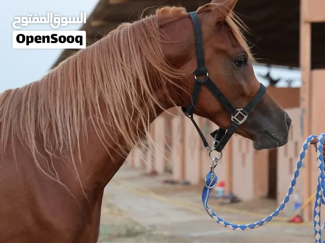 خيل عربي اصيل جمال من سلاله قويه جدا و جاهز للبطولات