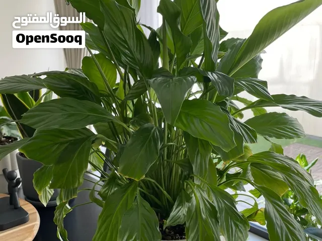 Spathiphyllum