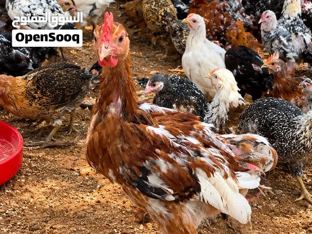 اعتاتيق السعر25