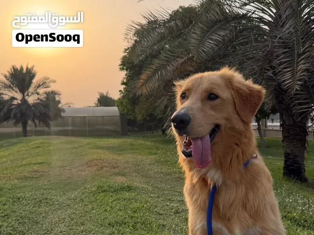 Golden retriever