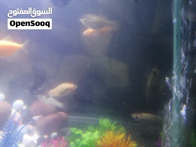 اسماك مولي لجمله فقط  تواصل وتساب او اتصال