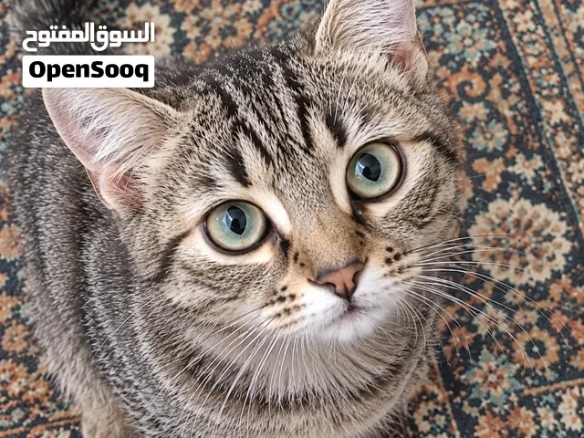 بساس مبندقات امهن هيمالايا