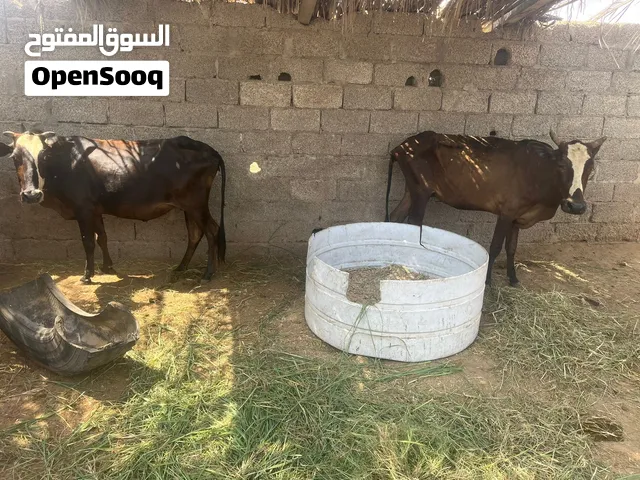 للبيع أبقار ظفاريات