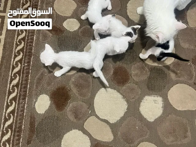 قطط للبيع عمرها 6 اسابيع الام انغورا والاب شيرازى