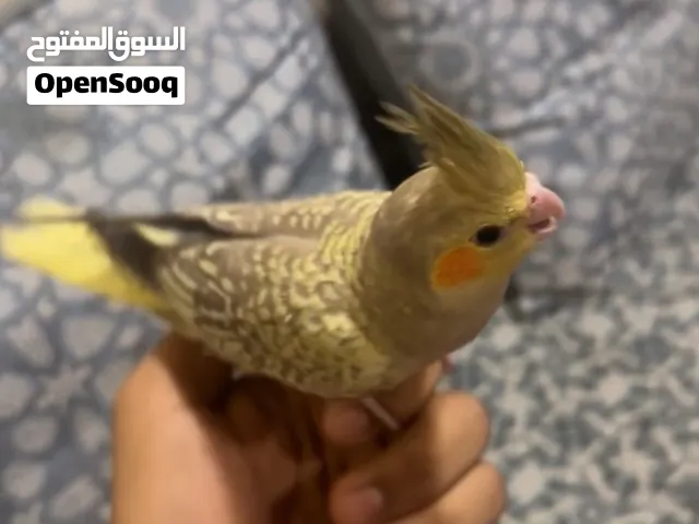 كوكتيل عمره شهر او ونص شهر تقريباً صغير