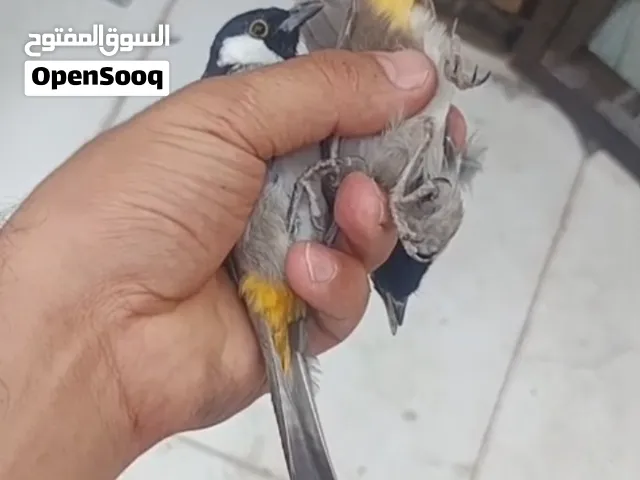اخوان زوج بلابل شرط الانتاج أقرأ وصف
