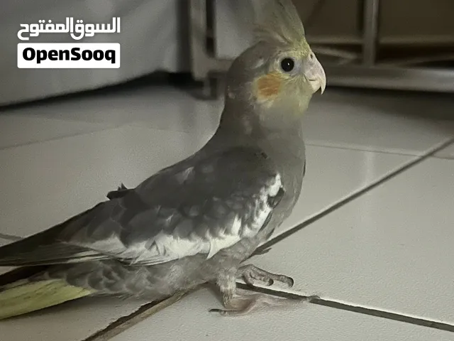 Cockatiel Baby