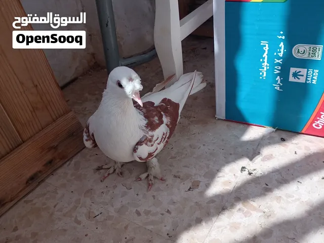 طيره مكويه
