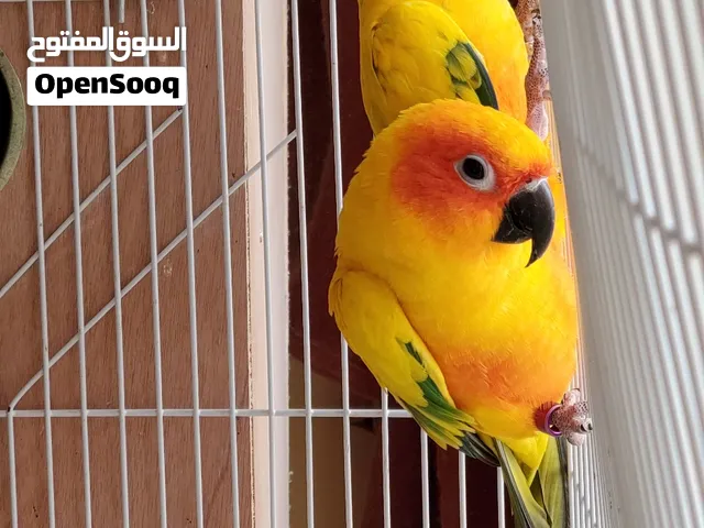 ببغاء الصن كنيور؛ ببغاء الشمس زوج منتج محددين جنس بشهايدهم