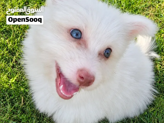بمورينيان الاب و ام مالتيز الماني Hybrid Dog (Pomeranian × German Maltese)