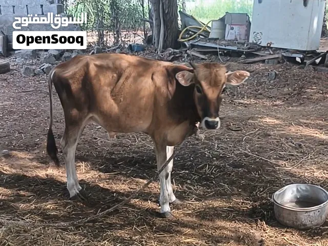 عجل جيرسي سمنة طيبة