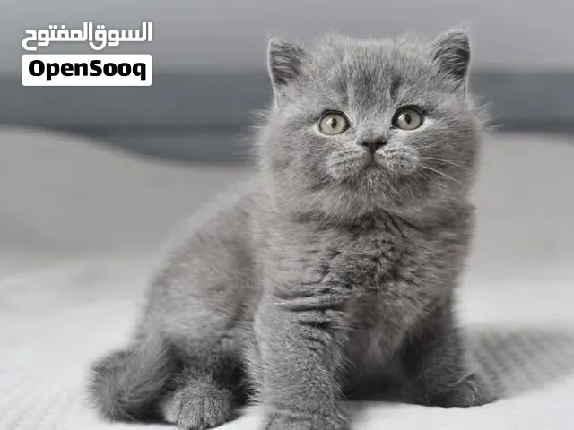 British Shorthair Kitten Looking for a Loving New Home