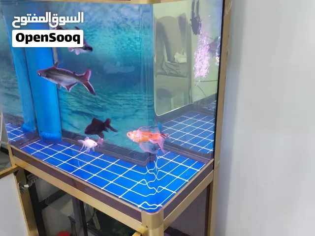 حوض سامب نوع كامري حجم 80 سم