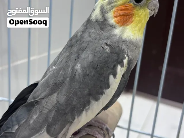 كروان متكلم للبيع