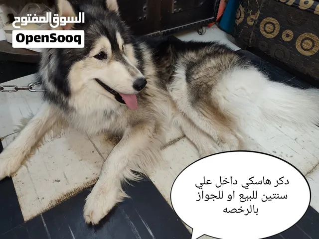 دكر هاسكي بيع او جواز