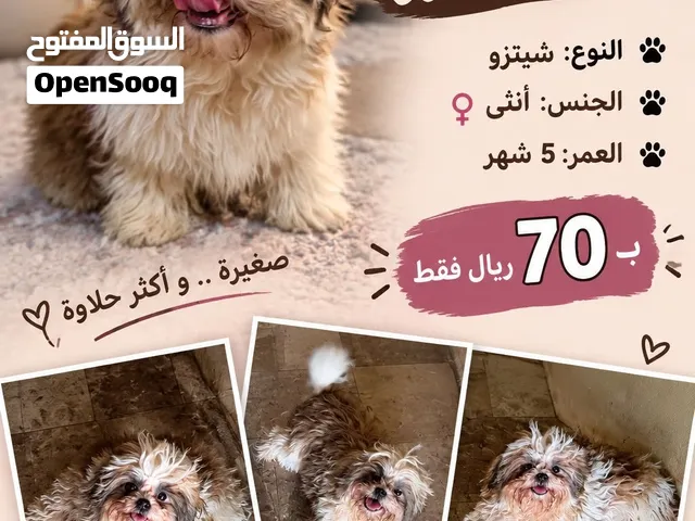 انثى شيتزو اصل للبيع