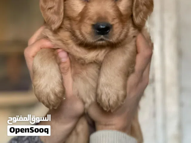 Golden retriever pure