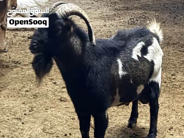 للبيع فحل بقمي حار ماشاءالله